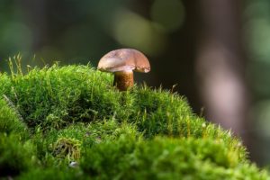 Gallenroehrling pilze mecklenburgische seenplatte