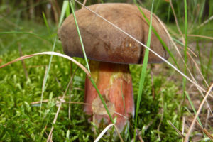 Hexenroehrling pilze mecklenburgische seenplatte