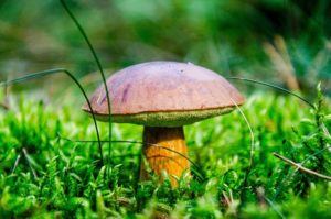 Maronenroehrling pilze mecklenburgische seenplatte