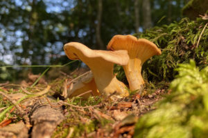 Pfifferling pilze mecklenburgische seenplatte