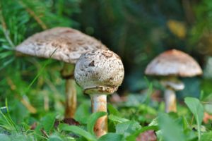 Schirmpilz pilze mecklenburgische seenplatte
