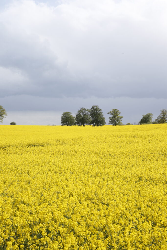 Blühendes Rapsfeld