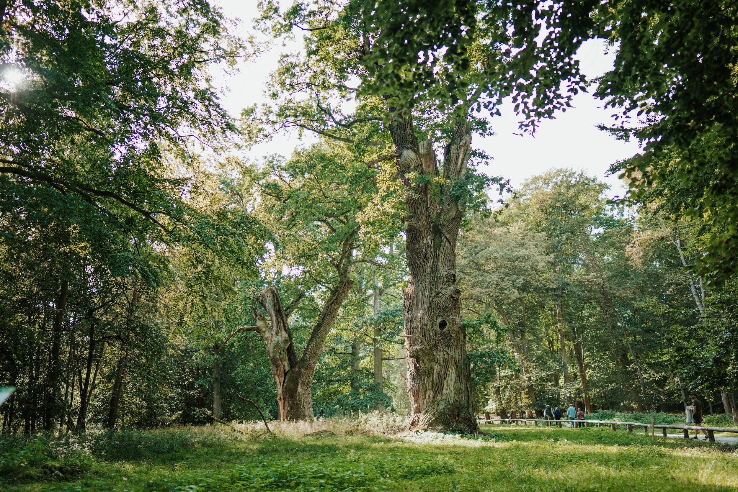 Ivenacker Eichen, Baumwipfelpfad