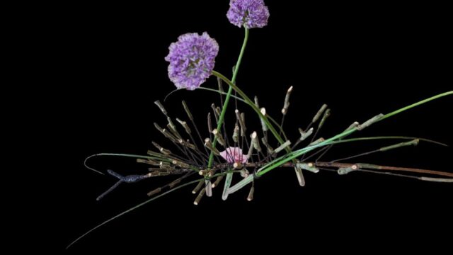 Blumenveranda