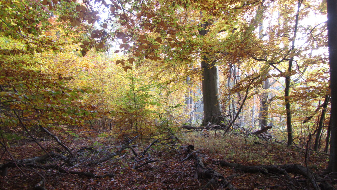 Bunt sind schon die Wälder