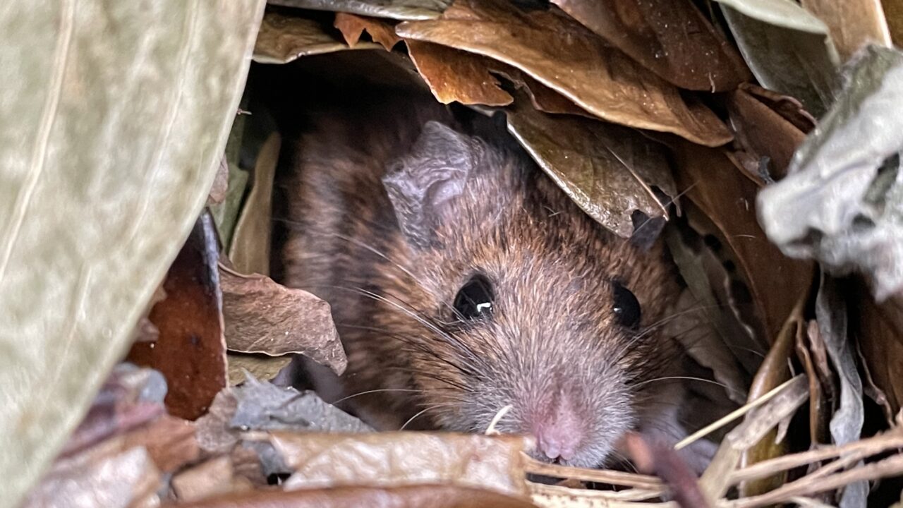 Besuch beim heimlichen Mäusevolk (abends)