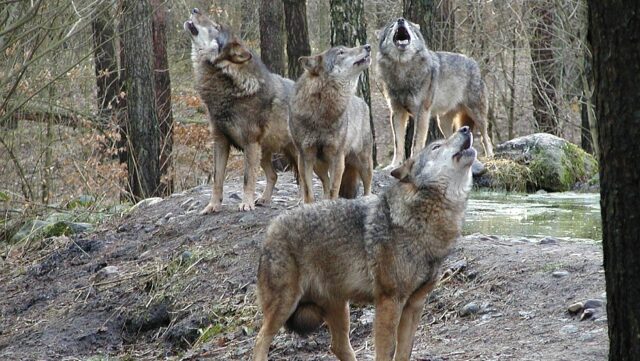 Wildpark-MV