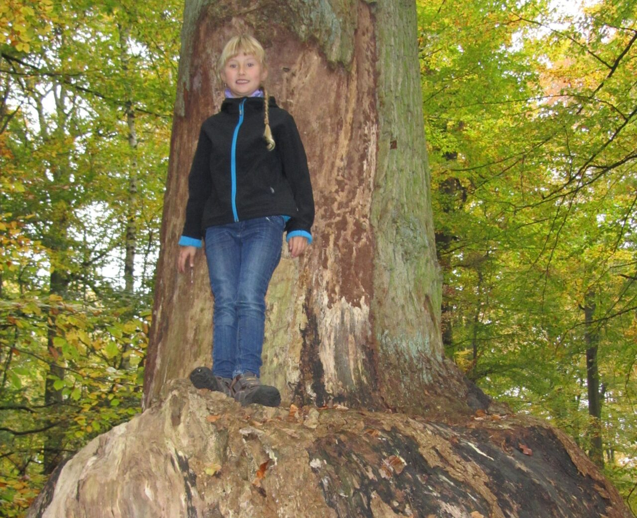 Klumpfußeiche bei Teterow