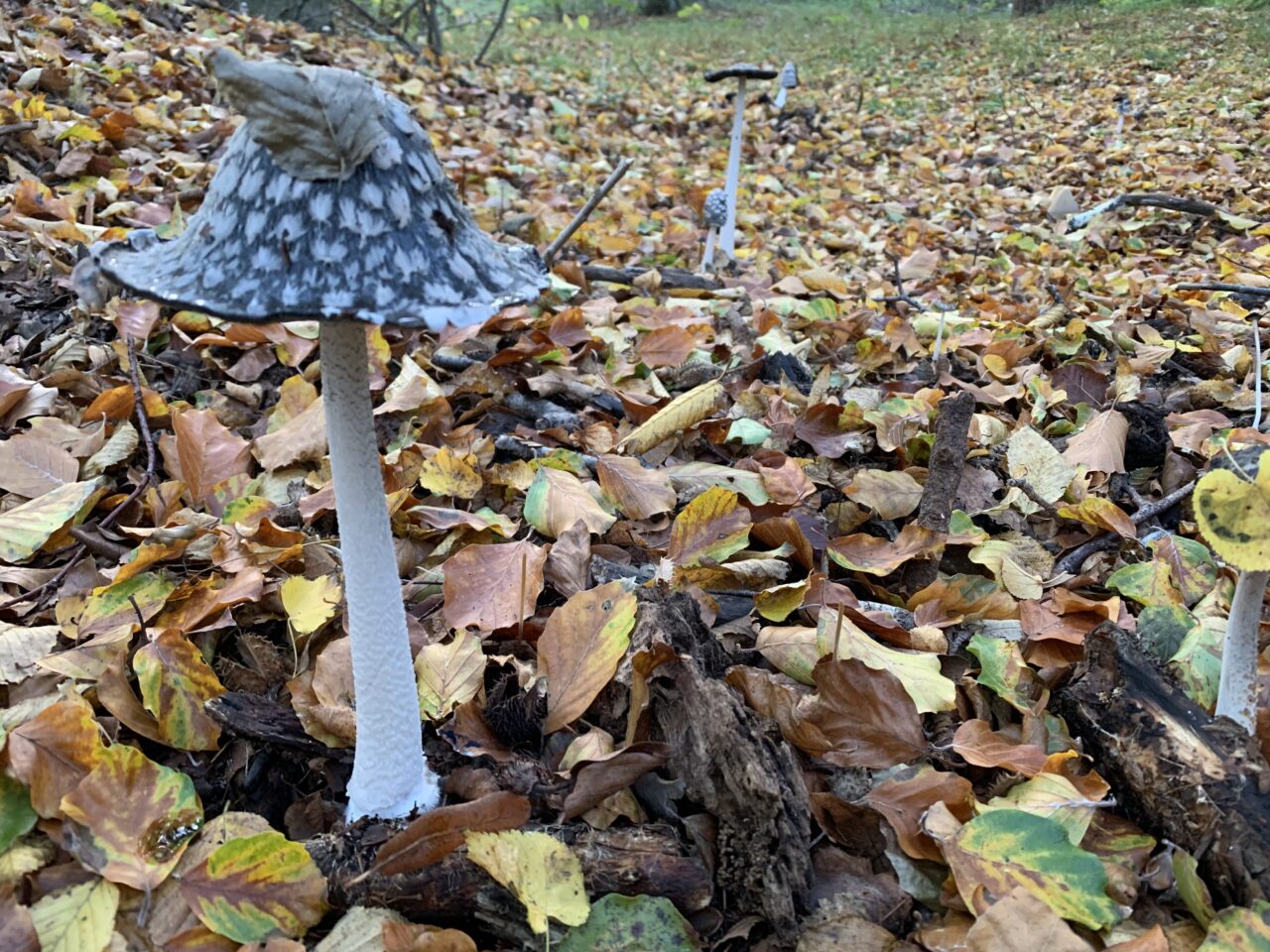 Pilze – Gift oder Genuss?